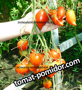 1мимоза DSCN2554 подписан.png