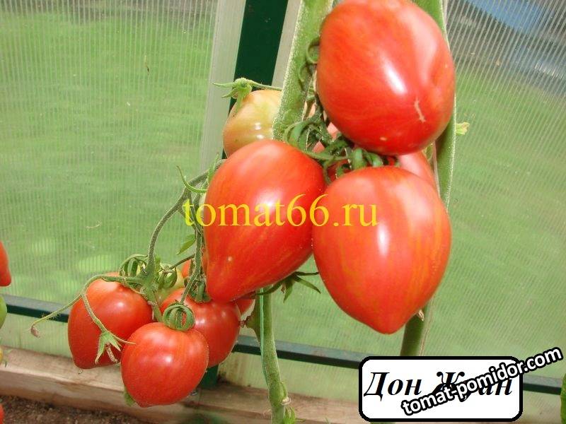 Don tomato. Томат Дон Жуан. Томат Дон Кихот. Помидоры Дон Хосе. Томат Дон Жуан фото.