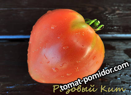Розовый Кит .jpg