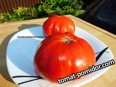 1великан красный DSCN2685 подписан.png