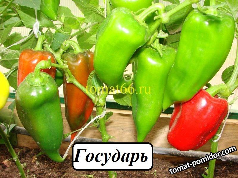 Государь.JPG