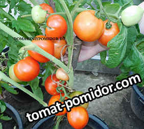 1ранний дедушки Гриши №3 DSCN1822 подписан.png