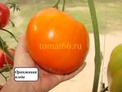 Оранжевая ягода (3).JPG