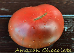 Amazon Chocolate1.jpg
