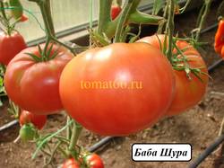 Баба Шура (1).JPG
