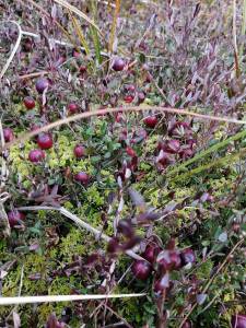 клюква (1).jpg