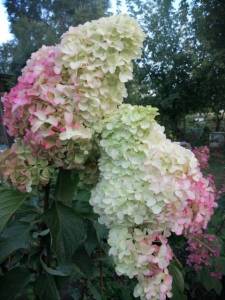 WhatsApp Image 2021-09-05 at 21.50.08 (3).jpeg