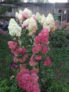 WhatsApp Image 2021-09-02 at 20.36.40 (2).jpeg