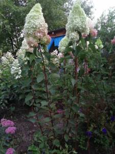 WhatsApp Image 2021-09-02 at 20.36.40.jpeg