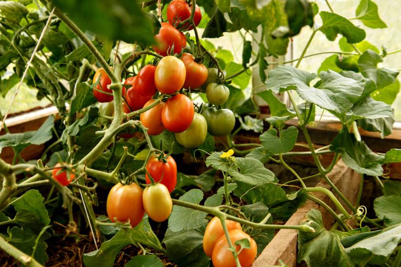 Сладкое чудо - Страница 2 - С — сорта томатов - tomat-pomidor.com - отзывына форуме