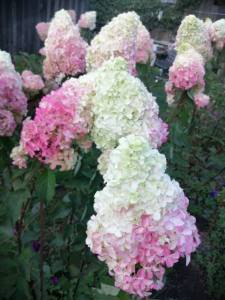 WhatsApp Image 2021-09-05 at 21.50.07.jpeg