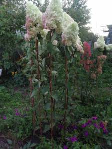 WhatsApp Image 2021-09-02 at 20.36.40 (3).jpeg