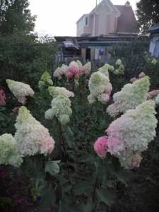 WhatsApp Image 2021-09-05 at 21.51.33.jpeg