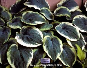 Hosta_Northern_Exposure-078.jpg