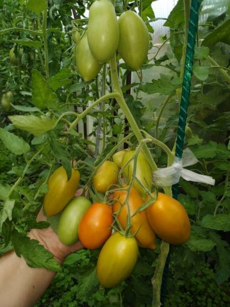 Ириска (Toffee) - И — сорта томатов - tomat-pomidor.com - отзывы на форуме