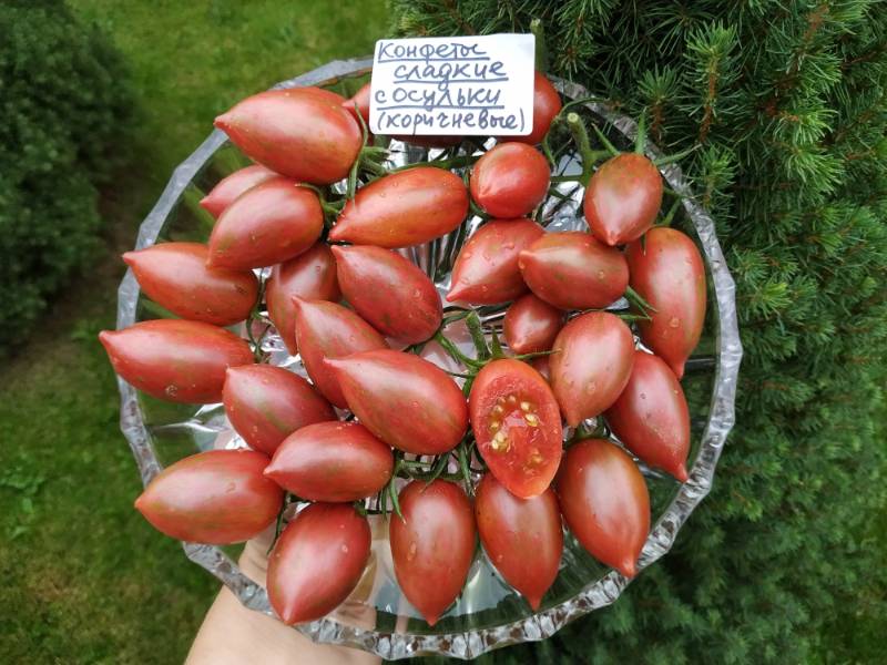 Candy Sweet Icicle (Конфеты сладкие сосульки) - c — сорта томатов - tomat-pomidor.com- отзывы на форуме