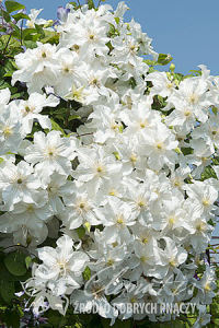 image.png.96e0b1ff5ac0cc49659e43e76b3d5d82.png