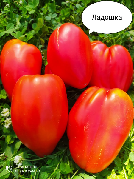 Ладошка - Альбомы - tomat-pomidor.com
