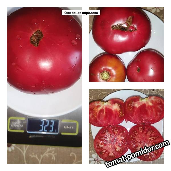Томат колхозный описание сорта фото отзывы Томат "Колгоспний урожайний" ТМ "GL SEEDS" 0.5г купити поштою в Одесі, Києві, Ук