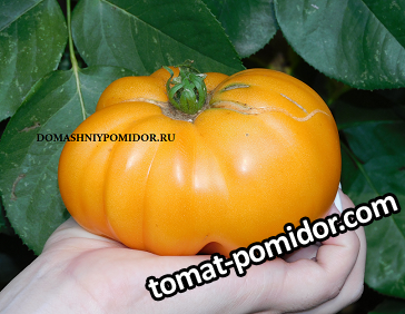 1жёлтый чака.png