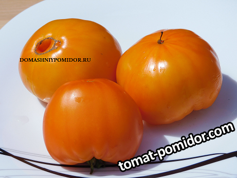 1двухцветная плохая лошадка.png