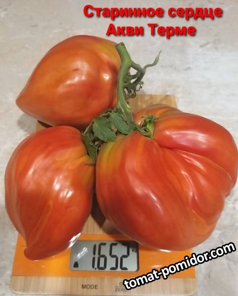 Cuore Antico di Aqui Terme - c — сорта томатов - tomat-pomidor.com - отзывы  на форуме | каталог