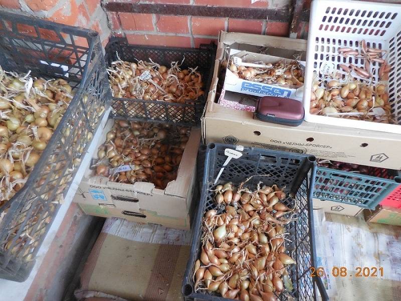 Остатки на рассылку, на подзимний посев, на выгонку зимой и весеннюю посадку на зелень