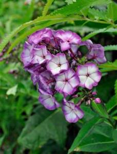 phlox-sweet-summer-fantasy2.thumb.jpg.e703aba214282b10da2f36333137dff8.jpg