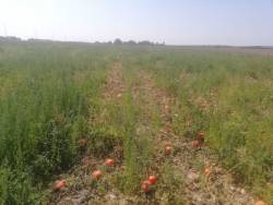 Тыквенное поле с потимаронами по дороге в роддом.