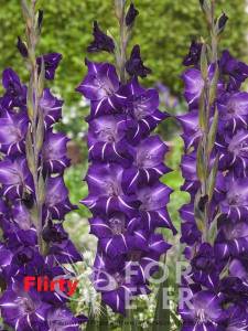 0000000362_FA_20-0390_Gladiolus_Flirty_1_0.jpg