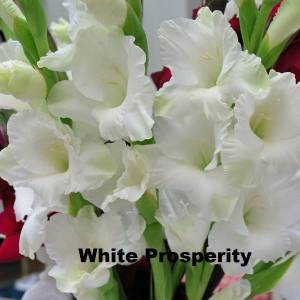10-bulbs-gladiolus-grandiflora-white-prosperity-fresh-bulbs-3.jpg