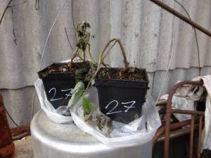 малина янтарь.jpg