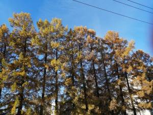 моя осень.jpg