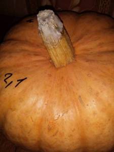 20211003_174217.thumb.jpg.5853f1cf44ded30ce33ad9e1aa04ddb9.jpg