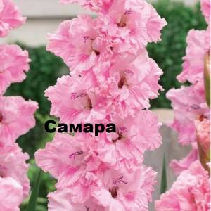 самара.jpg