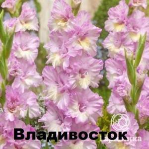 Gladiolys-Vladivostok-5-sht--(dlya-hraneniya)-0.jpg