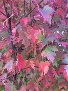 IMG-20211023-WA0046.jpg