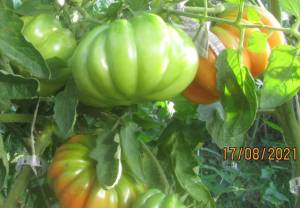 IMG_1269.thumb.JPG.16cebbfbd518bc615f0ce8cef0bc98fd.JPG