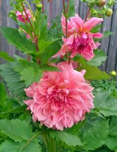 WP_20180903_001.jpg