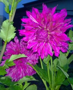 WP_20190918_019.jpg