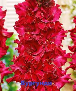 gladiolus-burgundiya.jpg