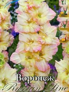 gladiolus_voronezh.jpg