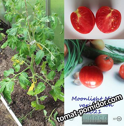 Moonlight Mile variegation  .jpg