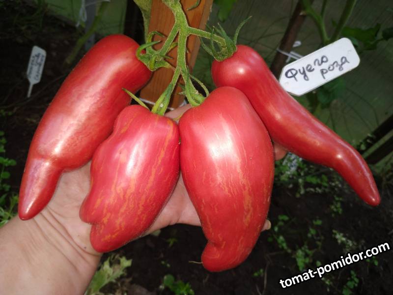 Fuego Rosa (Огненная Роза) 2.jpg