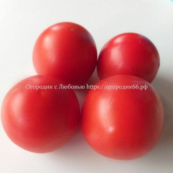 Krumpiras (Croatian Early tomato super)