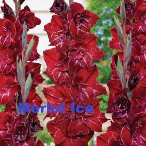 merlot-ice-680x680.jpg