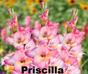 pristsilla_2020-12-10_11-23-28.jpg