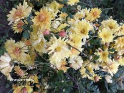Корейская хризантема желтая.jpg