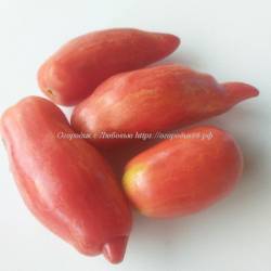 Огненная роза (FUEGO ROSA), США