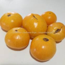 Оранжевый Крем (Dwarf Orange Cream ), Австралия - США